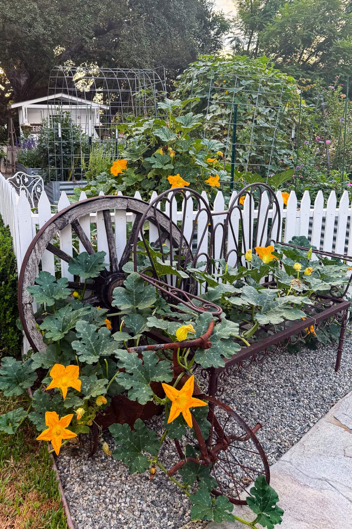 A rustic metal bench and wagon wheel, overgrown with green vines and bright yellow squash blossoms, evoke the charm of pumpkin crafts beside a white picket fence in a lush garden with trellises and greenery in the background.
