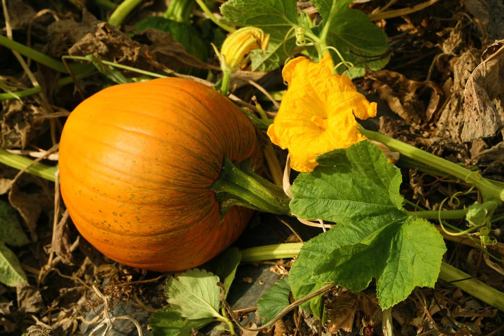 A ripe orange pumpkin with a sturdy pumpkin stem grows on a vine amid green leaves and a bright yellow flower, resting on the ground with dry and green foliage—perfect inspiration for pumpkin stem crafts.
