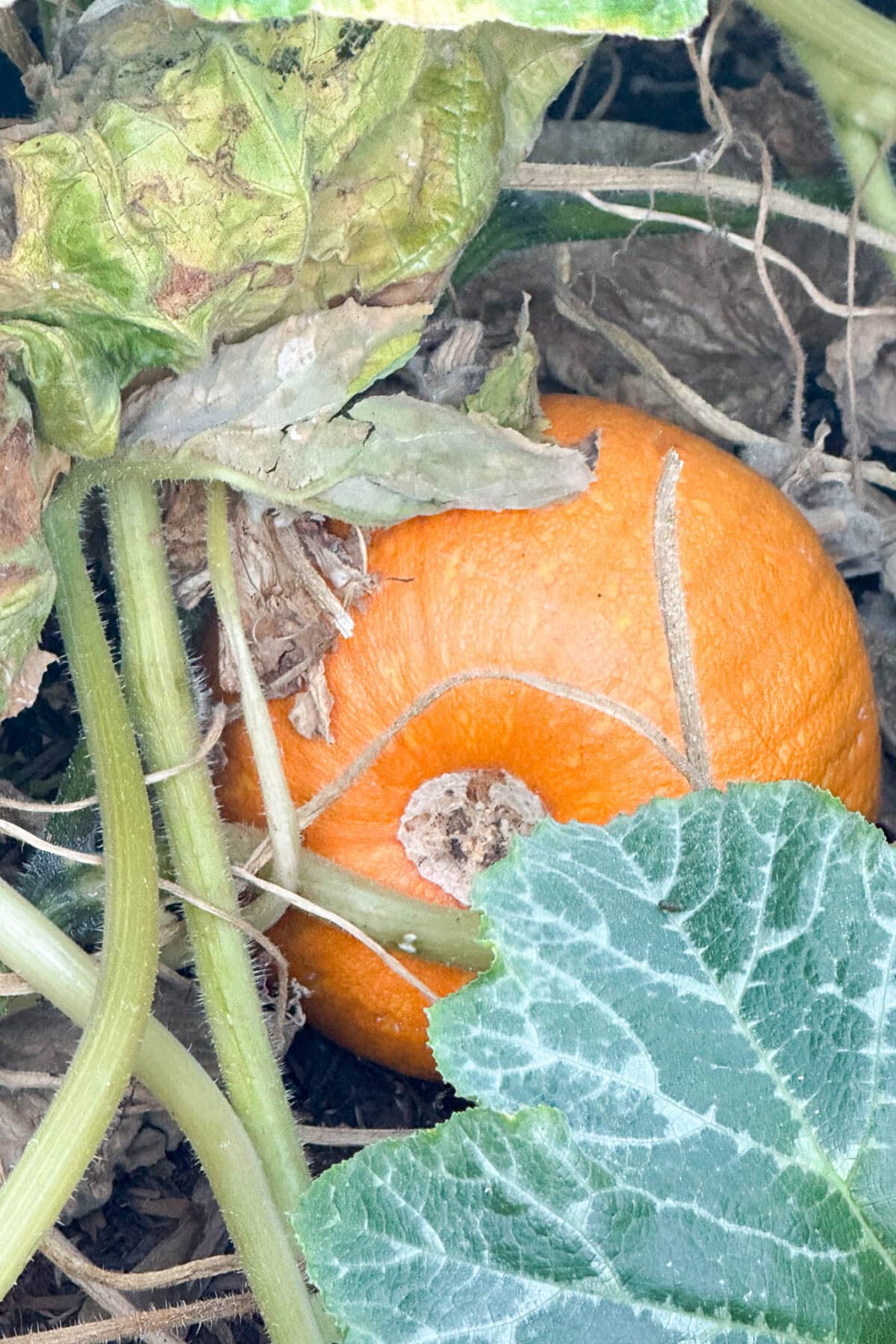 An orange pumpkin for Pumpkin Crafts grows on the ground among green leaves and vines, partially covered by foliage and surrounded by dry, brown plant matter.