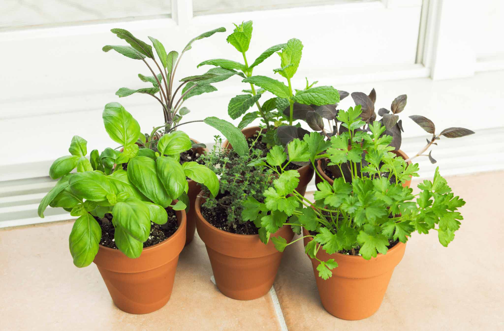 Four terracotta pots with different fresh green herbs growing in them, placed on a light-colored tiled surface in front of a white window.