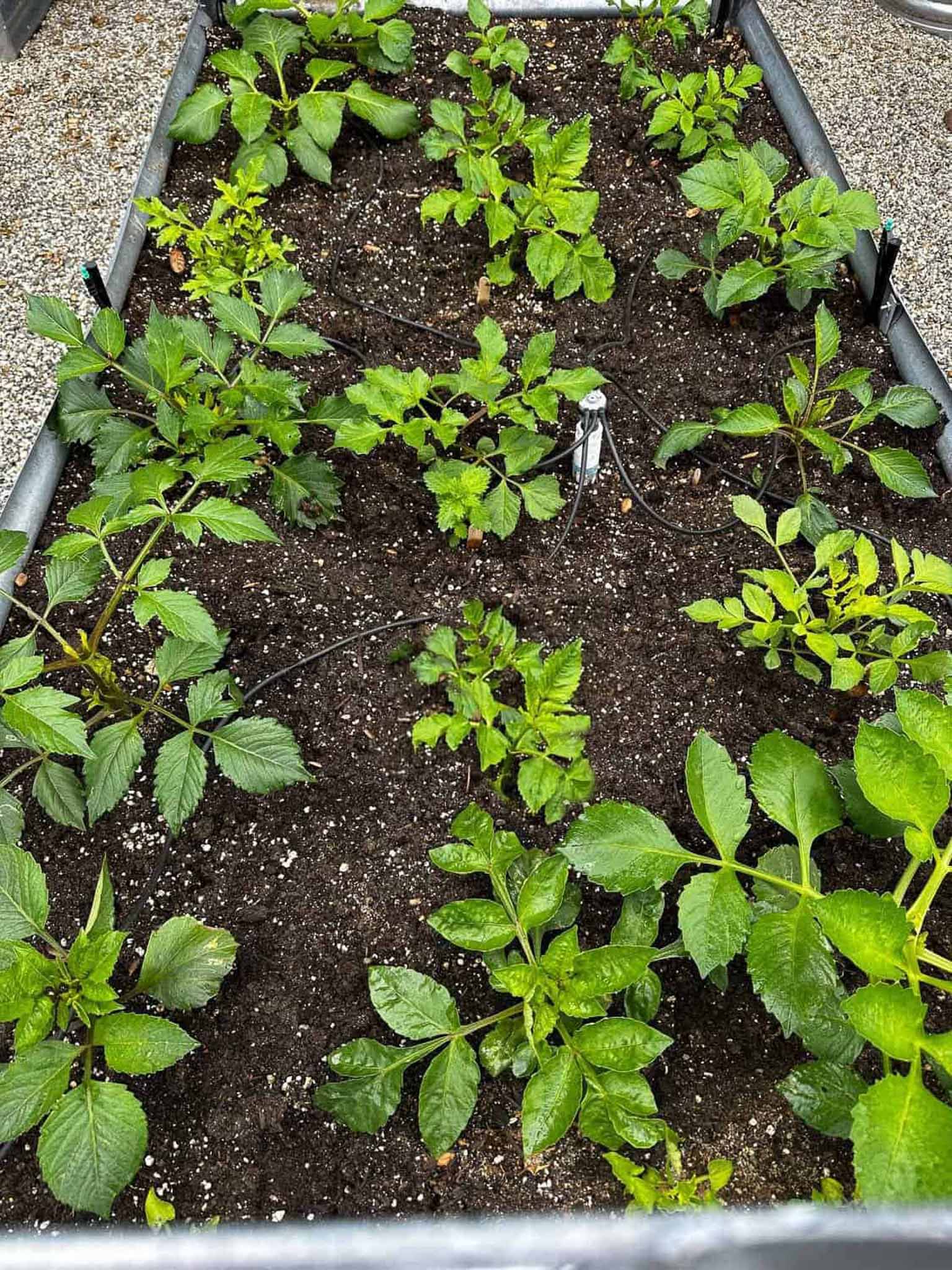 A raised garden bed filled with healthy, green leafy plants growing in dark, moist soil, surrounded by gravel on the ground outside.