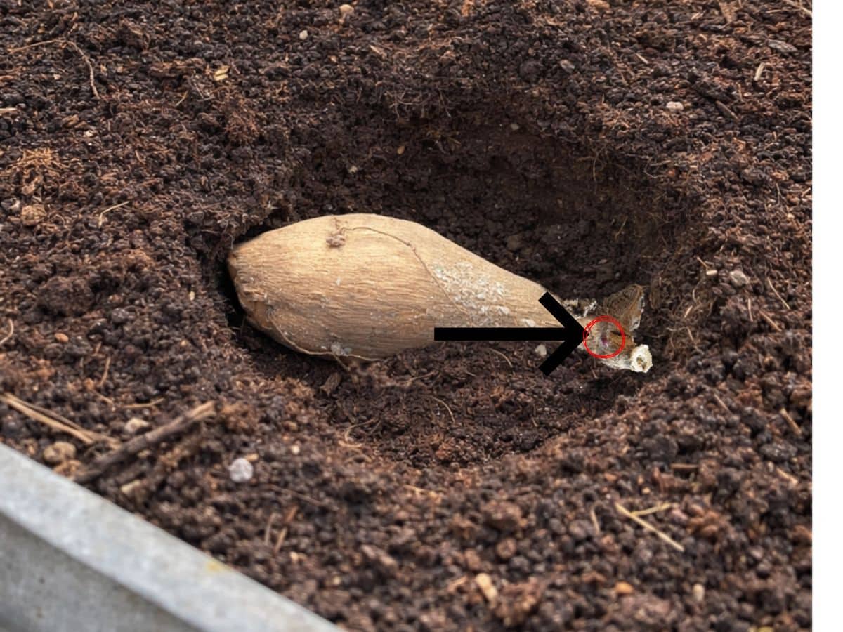 How to plant dahlia tubers- A dahlia tuber is partially buried in soil with an arrow pointing to a small sprout emerging from its end, the sprout is highlighted by a red circle.
