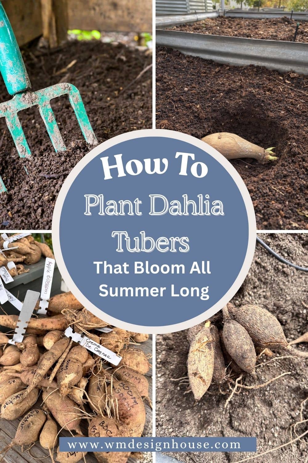 A collage shows steps to plant dahlia tubers: a hand rake in soil, a tuber in a trench, labeled and grouped tubers, plus central text: "How to plant dahlia tubers for healthy plants that produce lots of blooms all summer long.