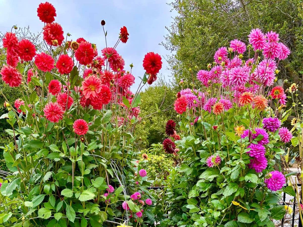 Tall, lush plants with vibrant red and pink dahlia flowers burst with lots of blooms under a bright sky, surrounded by green foliage and trees in the background.