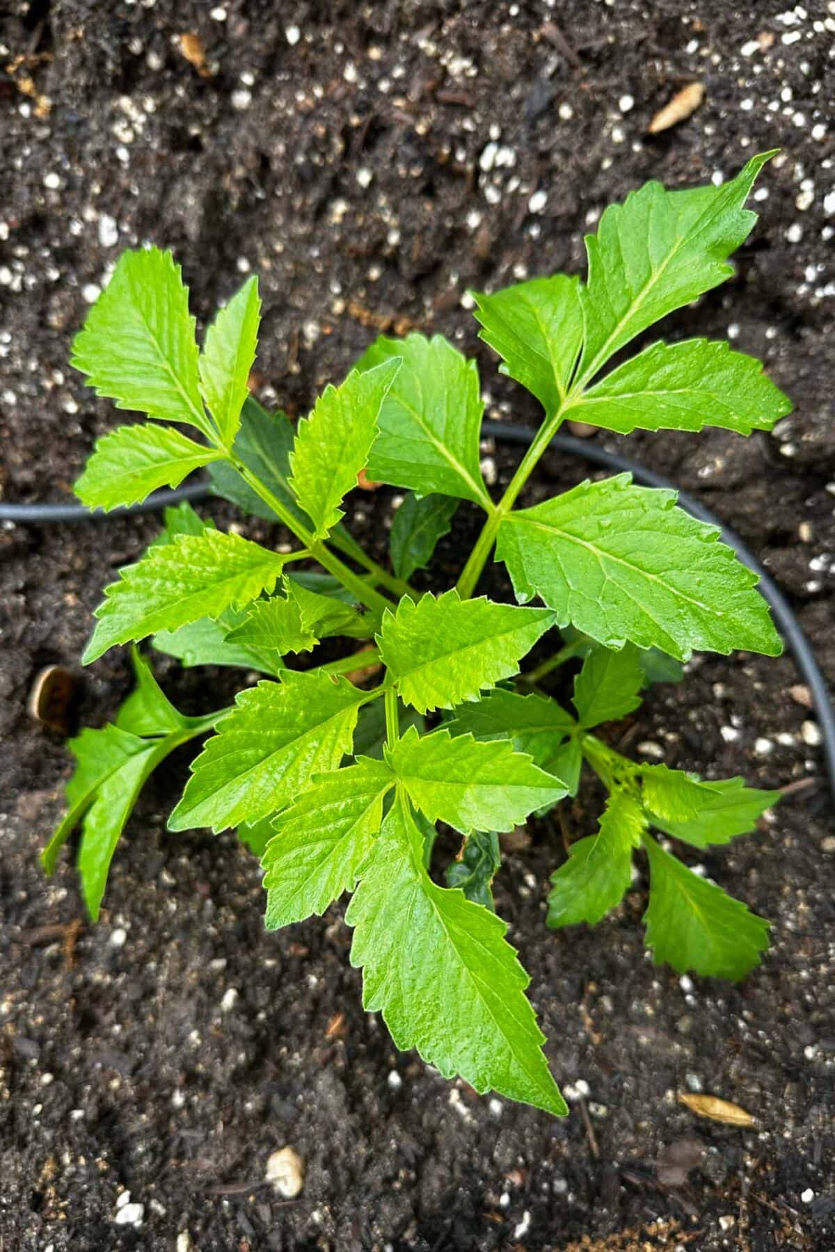 Young green plant with serrated leaves growing in dark, moist soil. A black irrigation hose is visible on the left side of the image.