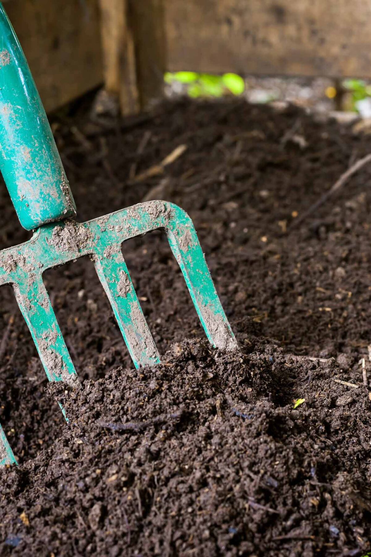 How to plant dahlia tubers-A green garden fork is digging into dark, rich soil, with a wooden background visible at the top of the image.