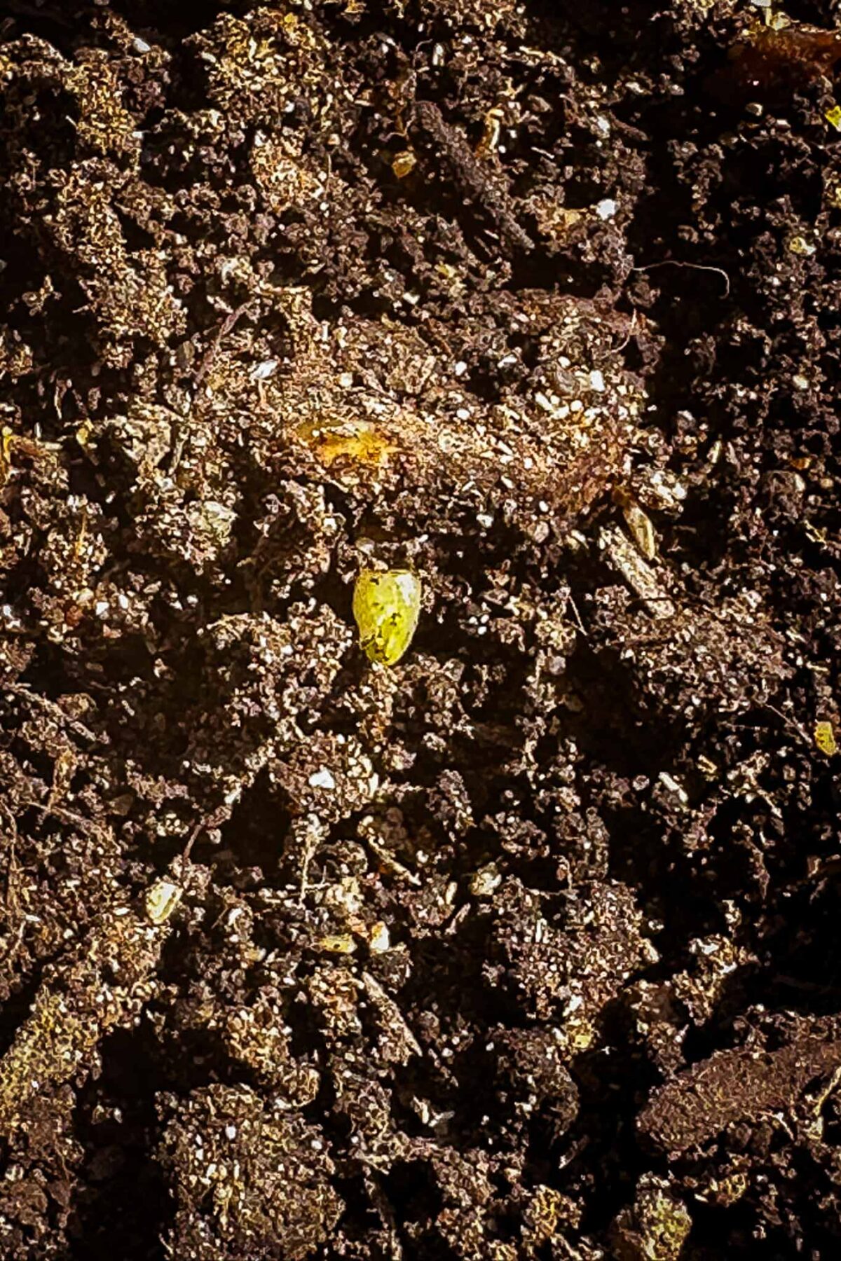 Close-up of dark, moist soil with small bits of organic matter and a single visible green seed partially buried near the center.