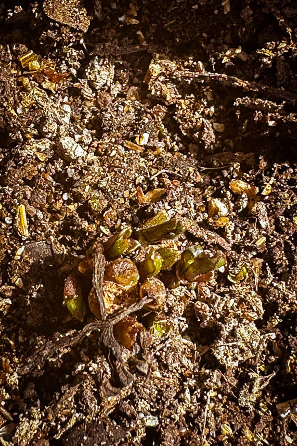 Close-up of soil with small green dahlia seedlings emerging and a dried brown twig laying nearby. The ground appears textured with organic material and is lit by sunlight.