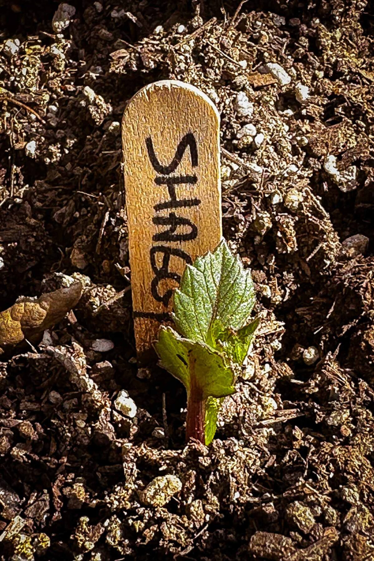 A small plant sprout emerges from soil next to a wooden label stick that reads "SHADE" in black marker. The area around the sprout is covered with loose brown dirt.