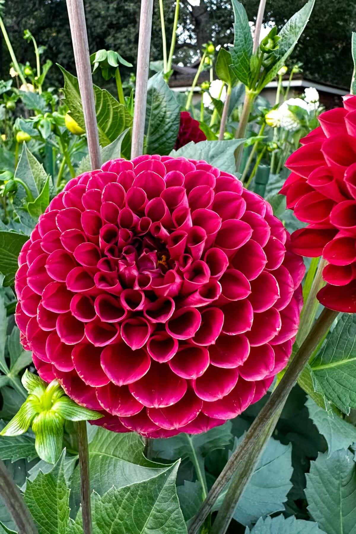 A vibrant, deep pink dahlia flower with tightly packed, round petals blooms among green leaves and stems in a garden setting. Other dahlias and foliage are visible in the background.