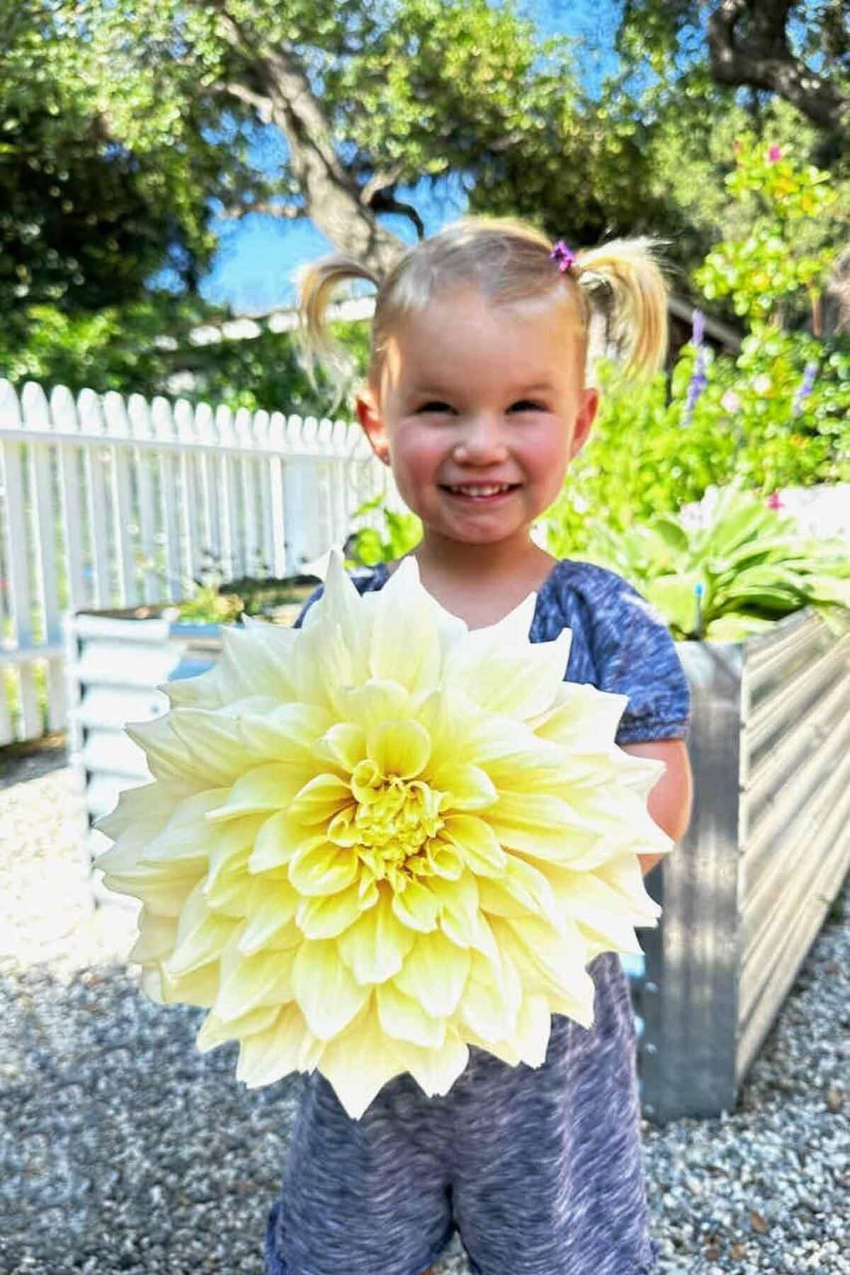 A young child with blonde pigtails, wearing a blue outfit, smiles while holding a large pale yellow dahlia flower in a sunlit garden with white fencing and greenery in the background.