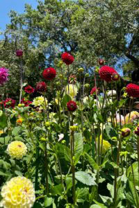 A garden filled with blooming dahlias in shades of deep red and pale yellow, surrounded by green leaves and tall stems, with trees and a clear blue sky in the background.