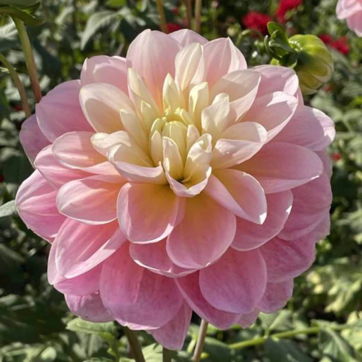 A close-up of a blooming dahlia flower with soft pink petals that gradually fade to a creamy yellow center, set against a background of green foliage and hints of other flowers.