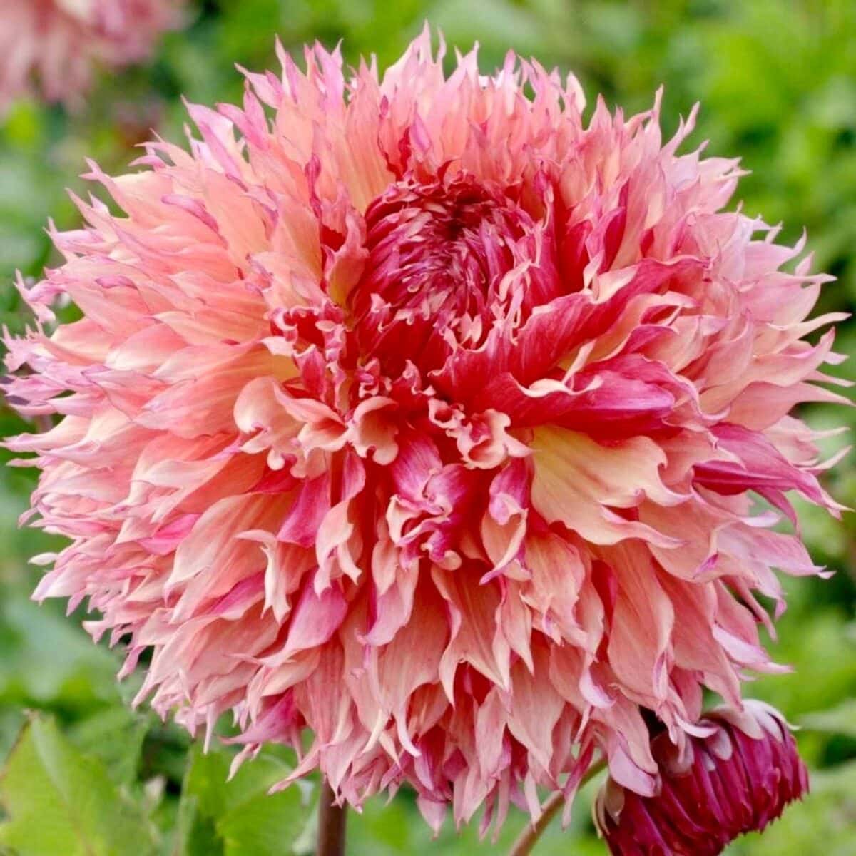 A close-up of a large pink dahlia flower with numerous pointed petals in shades of pink, peach, and cream, set against a blurred green leafy background.