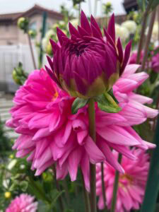 A close-up of vibrant pink dahlias in full bloom, with one prominent bud still partially closed in the foreground. Blurred greenery and building structures appear in the background.