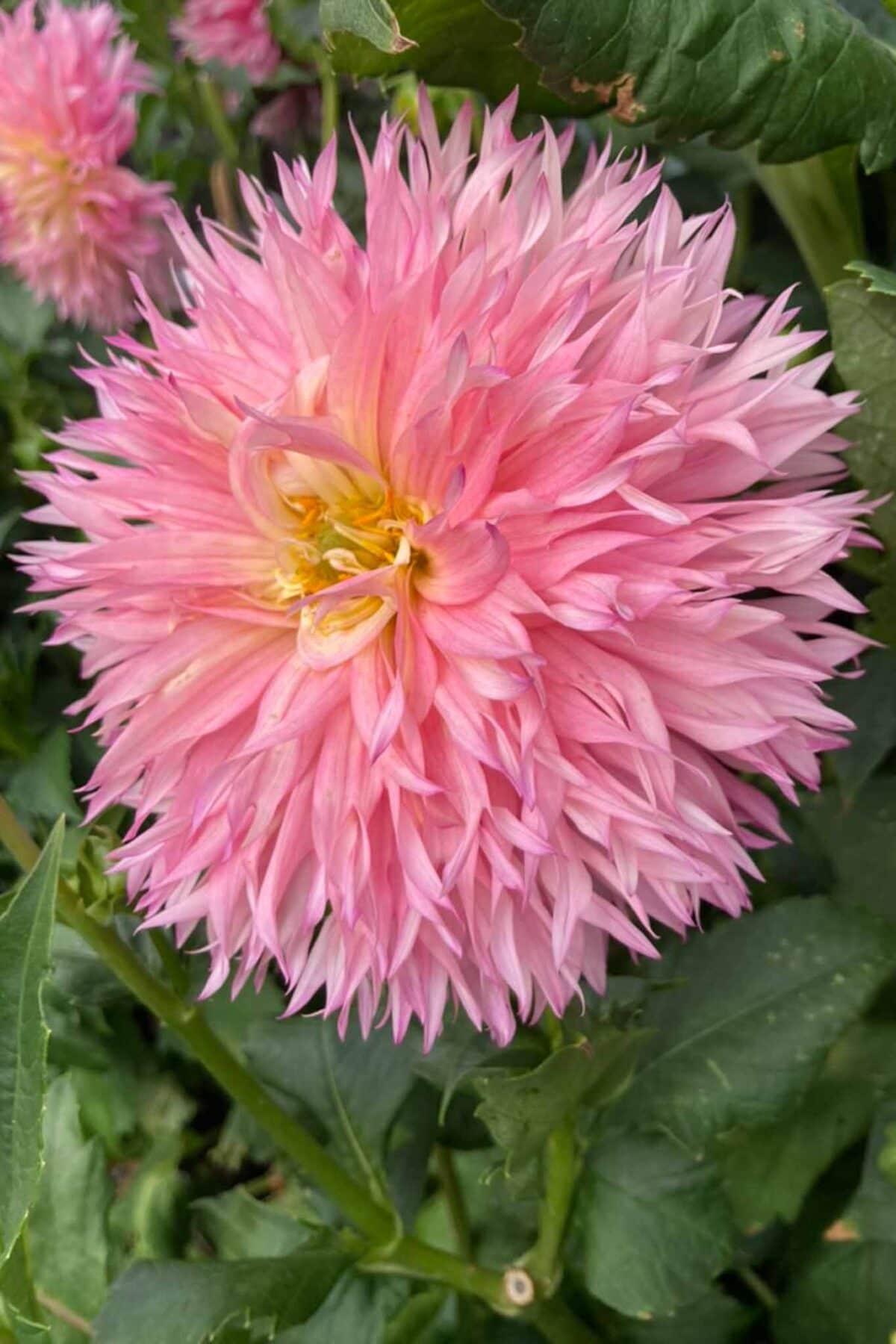 A close-up of a large, spiky pink dahlia flower with yellow at its center, surrounded by green leaves and additional pink dahlias blurred in the background.