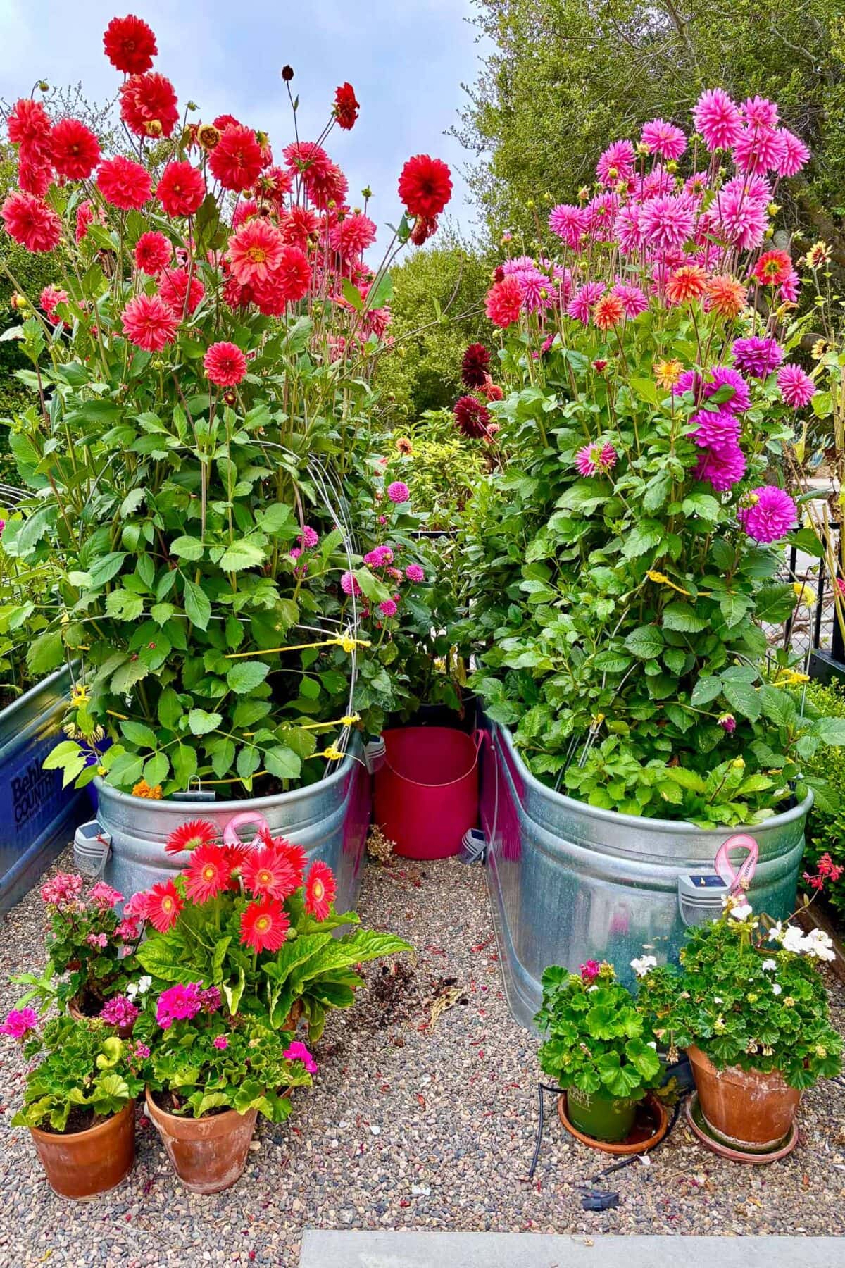 How to plant dahlia tubers-Two metal tubs filled with tall, blooming red and pink dahlias stand side by side. Smaller pots with colorful flowers and green plants are arranged in front, all set on a gravel surface in a garden.