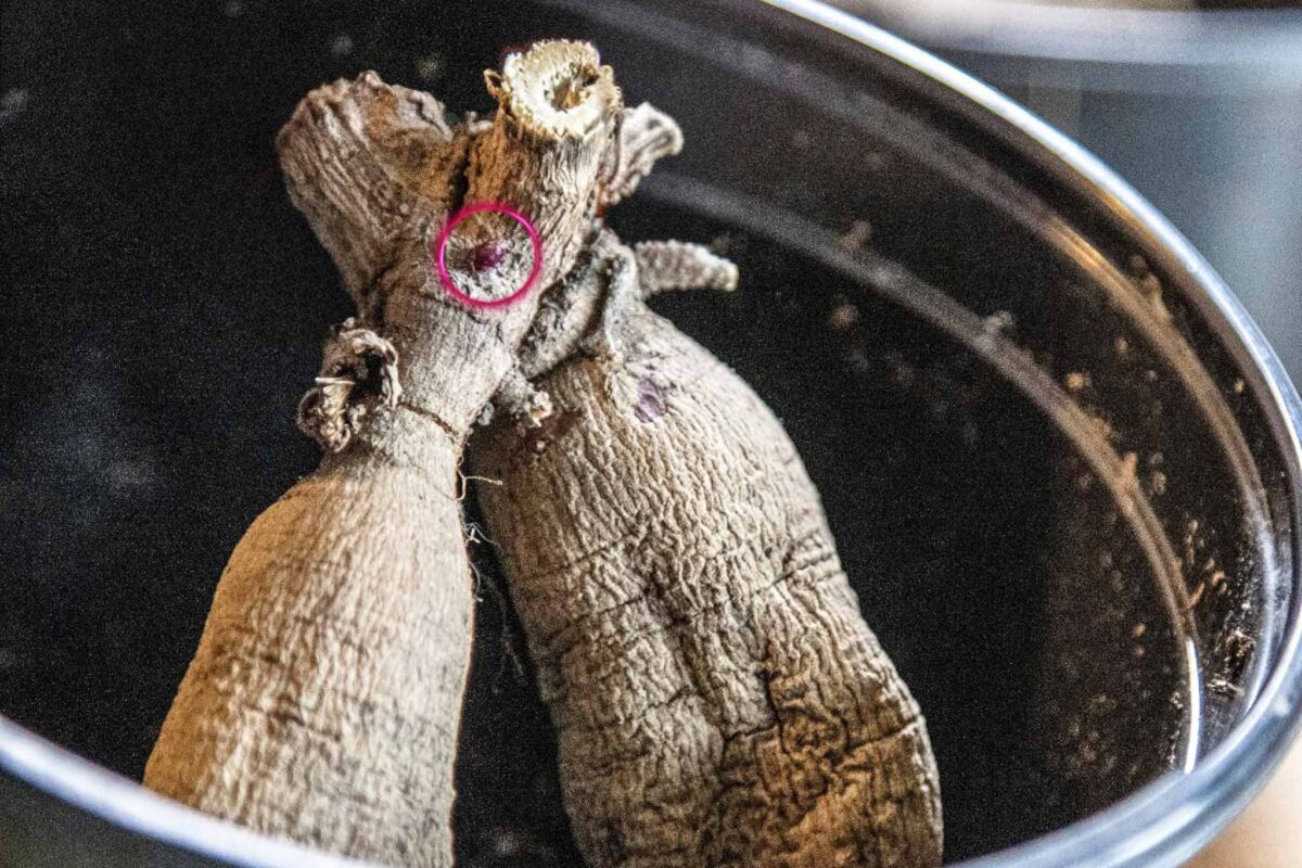 How to plant dahlia tubers-Two dahlia tubers rest in a black pot. One root has a small area circled in red showing the new eye of growth on the tuber. Plant with this facing upwards toward the sky. 