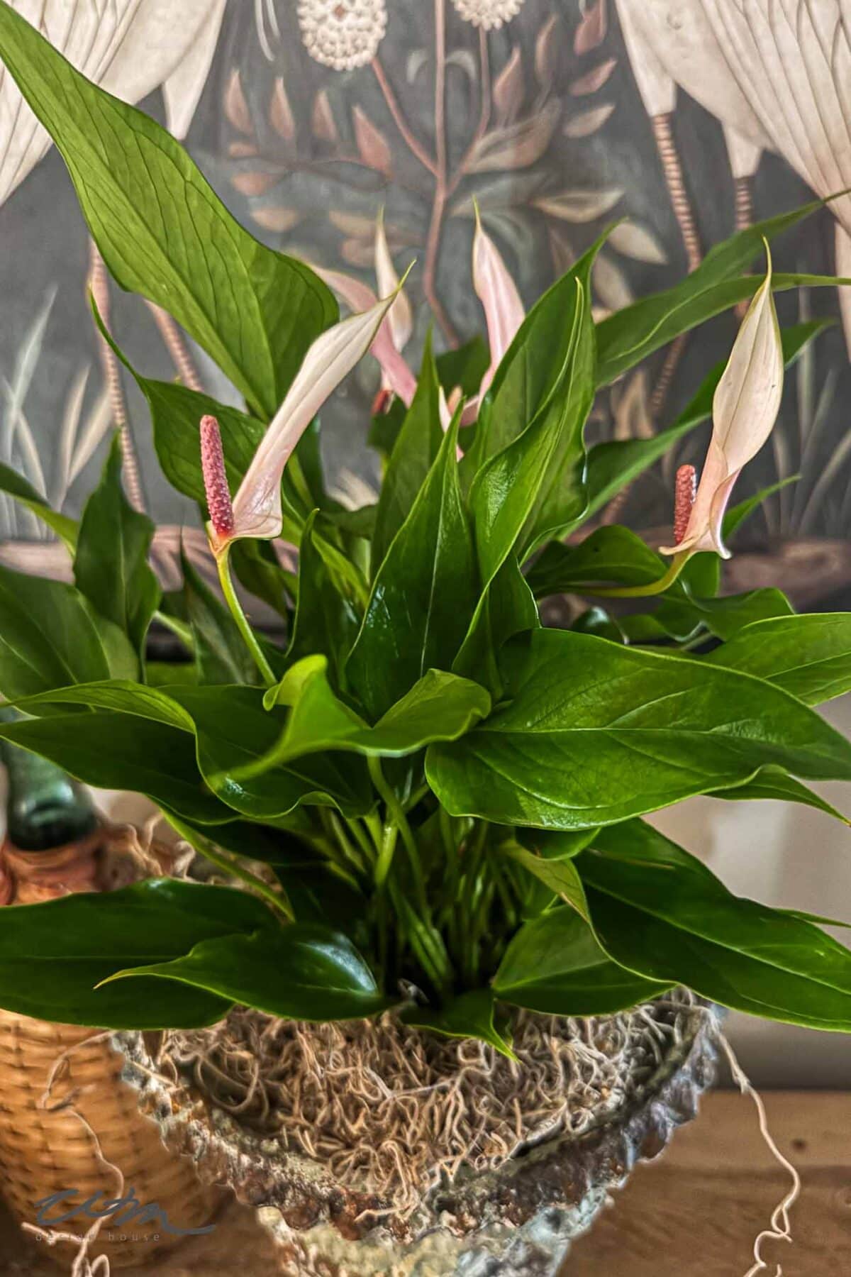 A peace lily plant with glossy green leaves and pale pink-white blooms sits in a textured pot lined with moss, displayed indoors with a decorative nature-themed background.