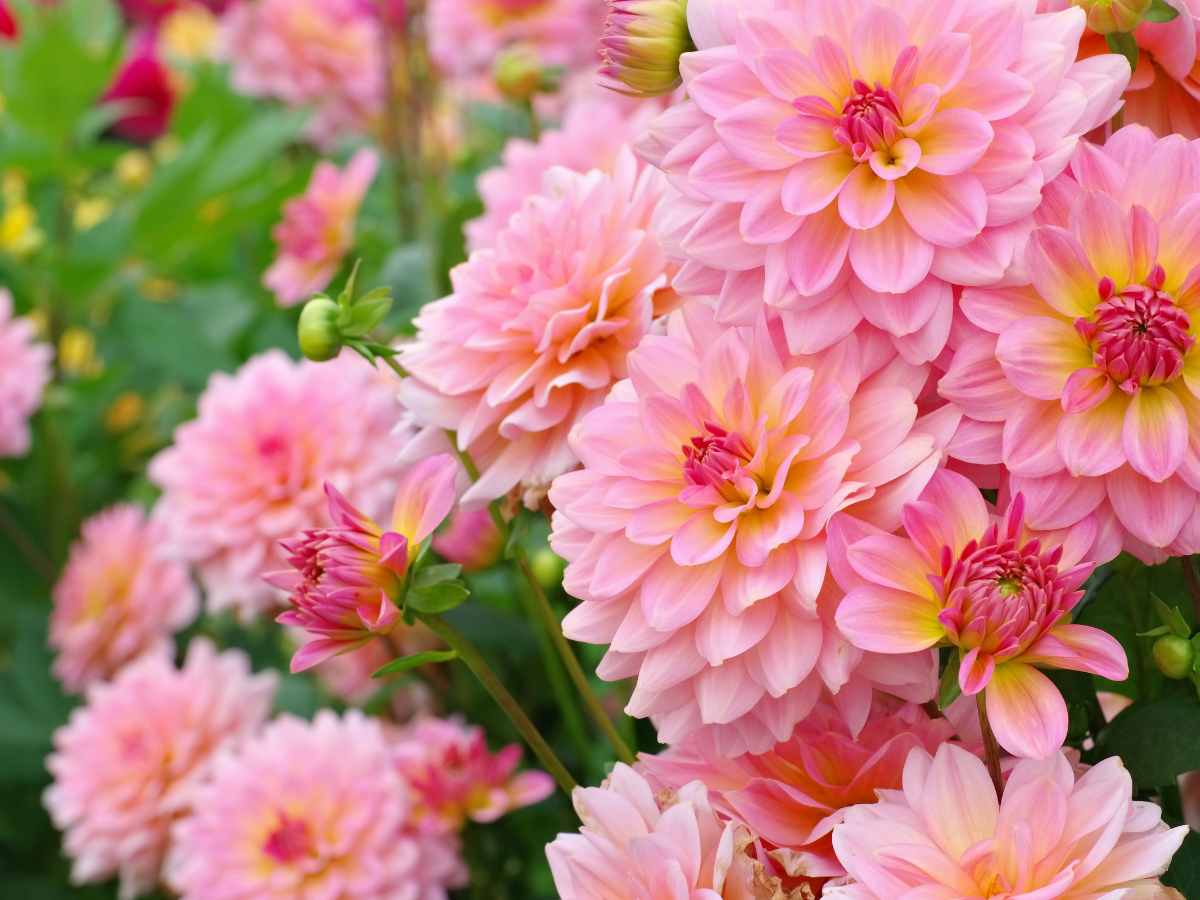 Close-up of blooming pink dahlias with yellow centers, surrounded by green leaves and buds in a garden setting. Are dahlias perennials? Their vibrant blooms return year after year in mild climates, adding lasting color to your garden.