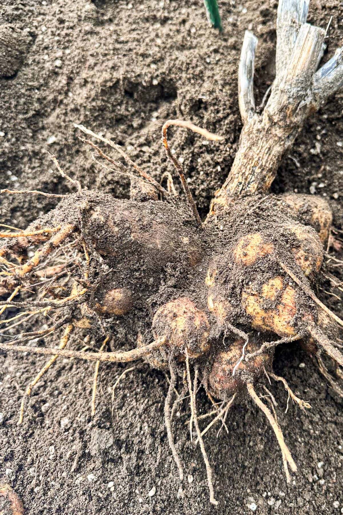 A cluster of dirt-covered dahlia tubers with tangled roots and a dried stem, lying on dark, loose soil—perfect for gardeners interested in dividing dahlia tubers.
