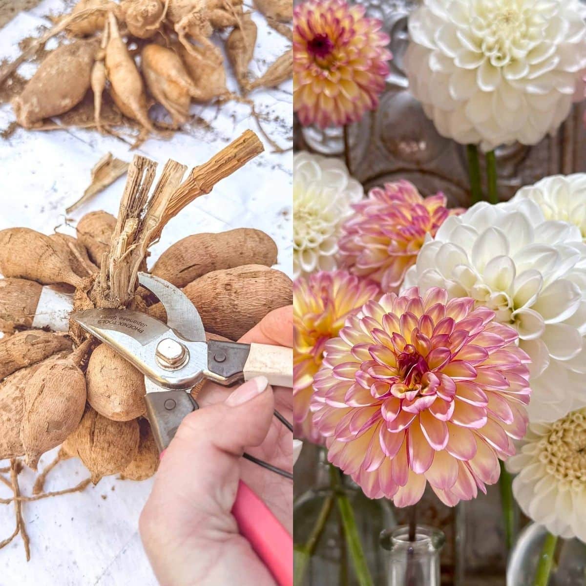 A hand uses pruning shears to cut and begin dividing dahlia tubers on the left; on the right, fresh, blooming dahlias in pink, yellow, and white shades are beautifully arranged in vases.