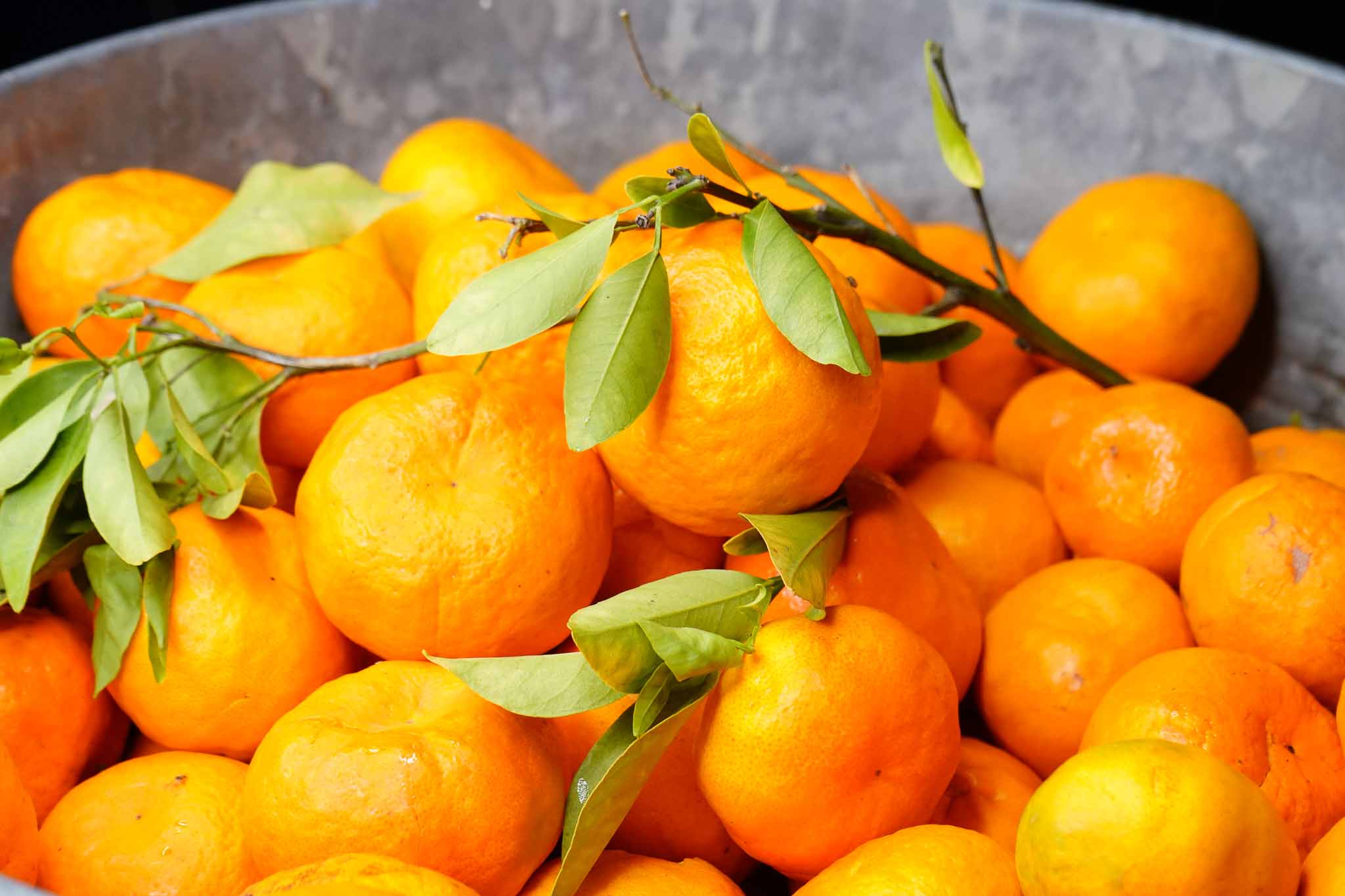 A pile of ripe, bright orange tangerines with green leaves still attached, displayed in a large metal container.