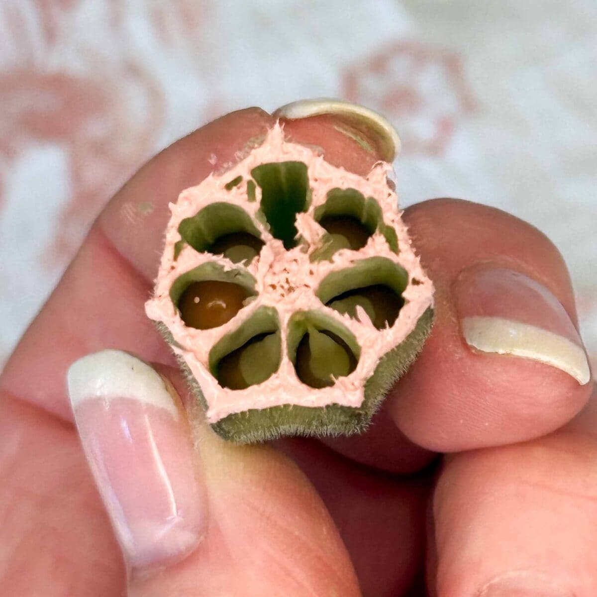 A close-up of a hand holding a cross-section of an okra pod, showing its five-chambered interior with seeds and fuzzy outer skin. The hand has natural, slightly grown-out French-manicured nails.