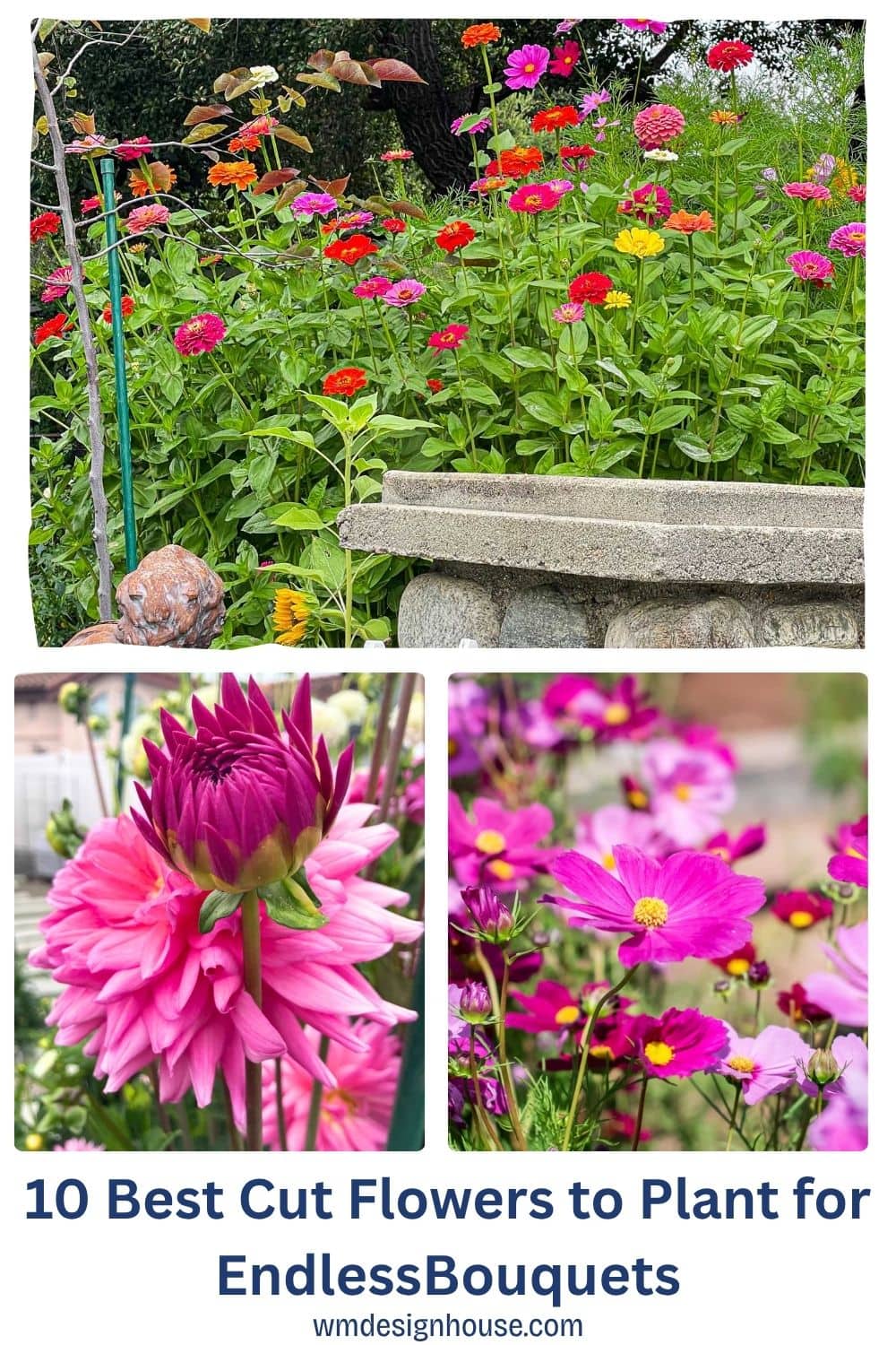 A vibrant cottage-style garden with various colorful flowers, including pink dahlias and cosmos, in full bloom. Text reads: "10 Best Cut Flowers to Plant for Endless Bouquets wmdesignhouse.com.