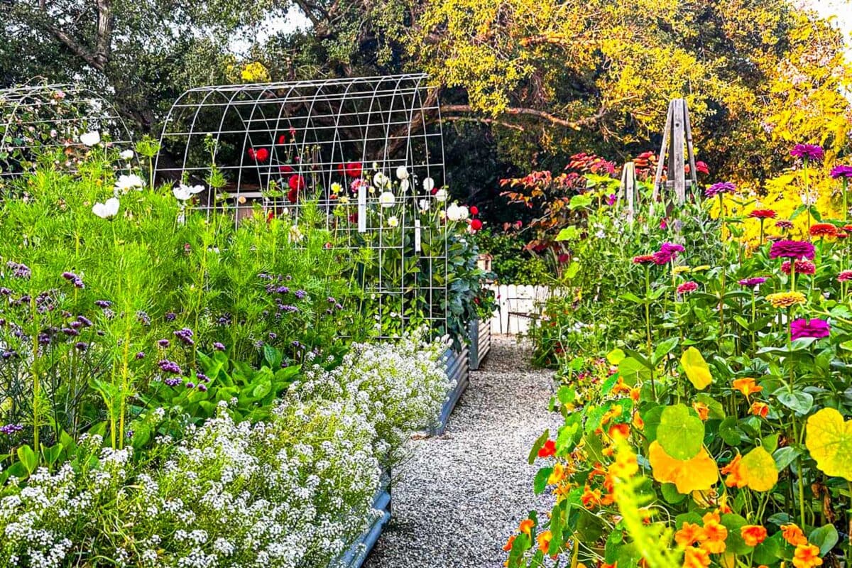 A colorful cottage-style garden with raised flower beds, arched trellises, and a gravel path. The best flowers in vibrant hues and lush greenery fill the space, while trees and sunlight create a charming backdrop.
