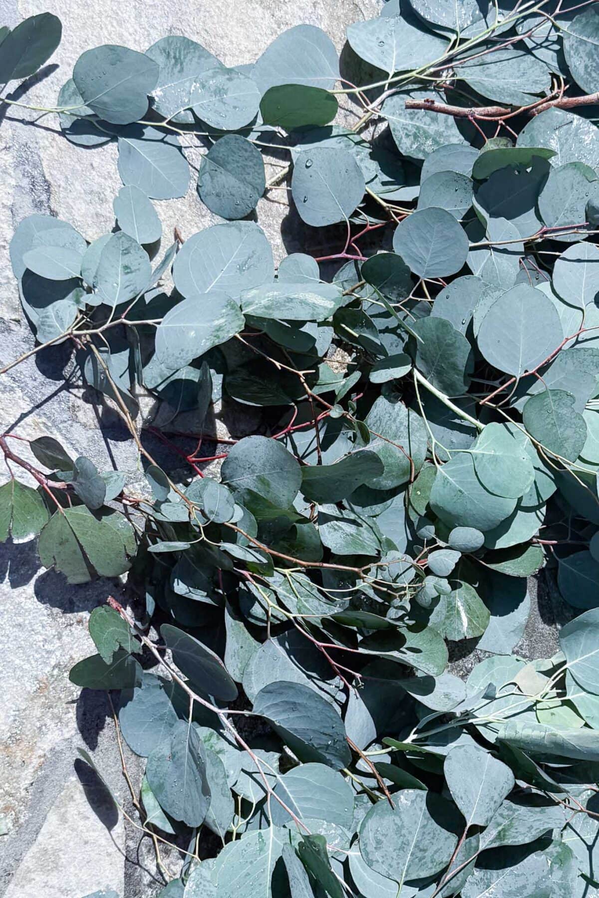 A pile of harvested eucalyptus branches with round, grey-green leaves rests on a rough, light gray stone surface.