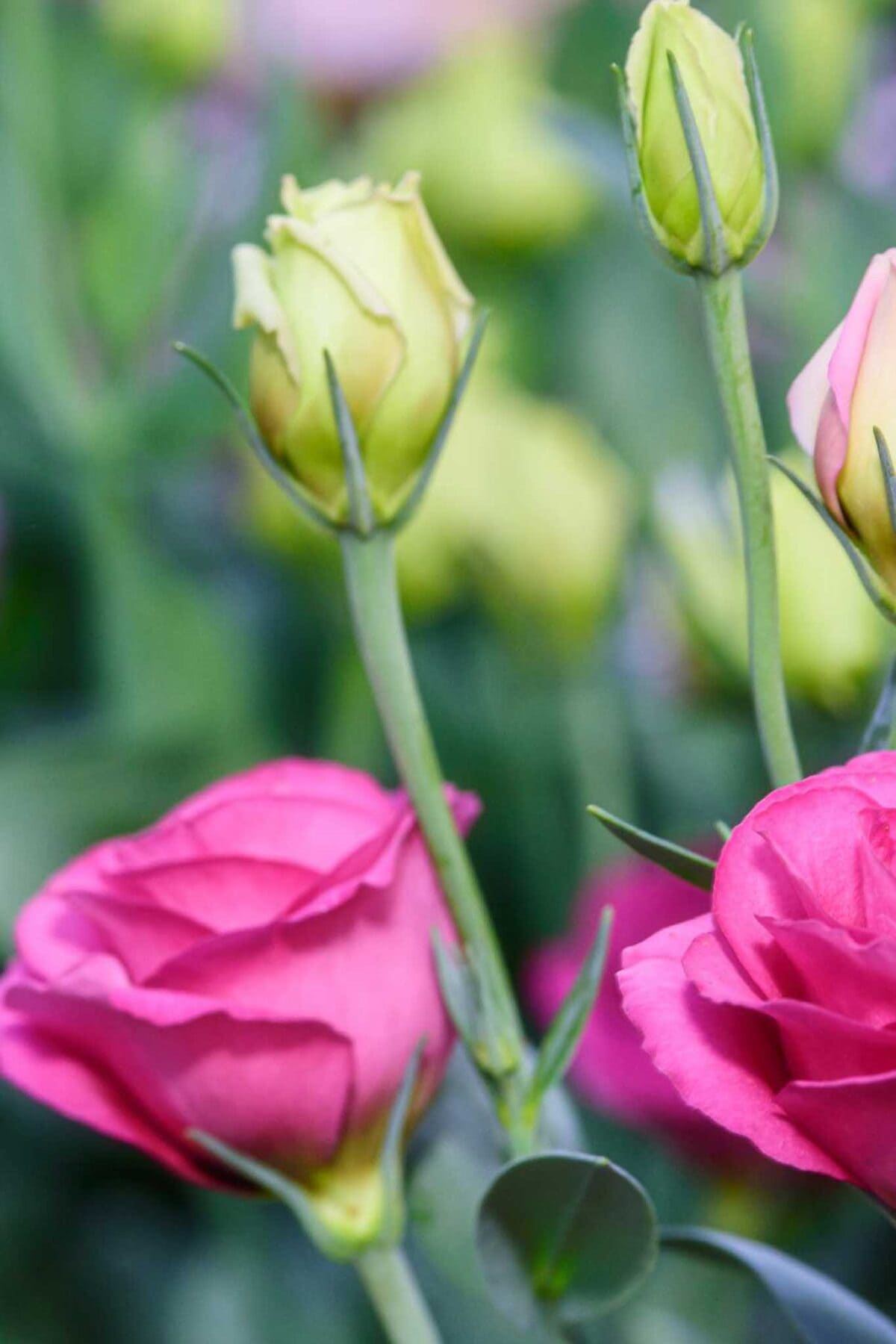 Close-up of pink lisianthus flowers in bloom with green buds on long stems, set against a blurred green background.