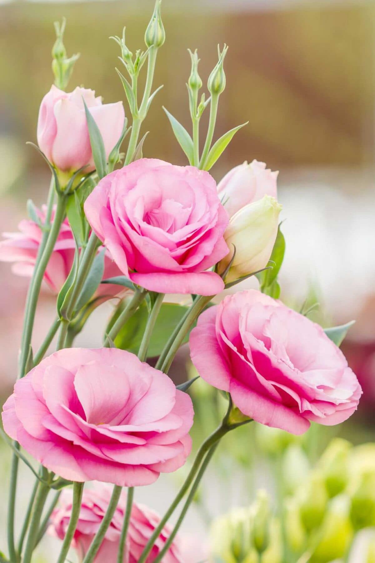 Pink lisianthus flowers in full bloom with delicate petals and green buds, surrounded by slender stems and leaves, set against a soft, blurred background.
