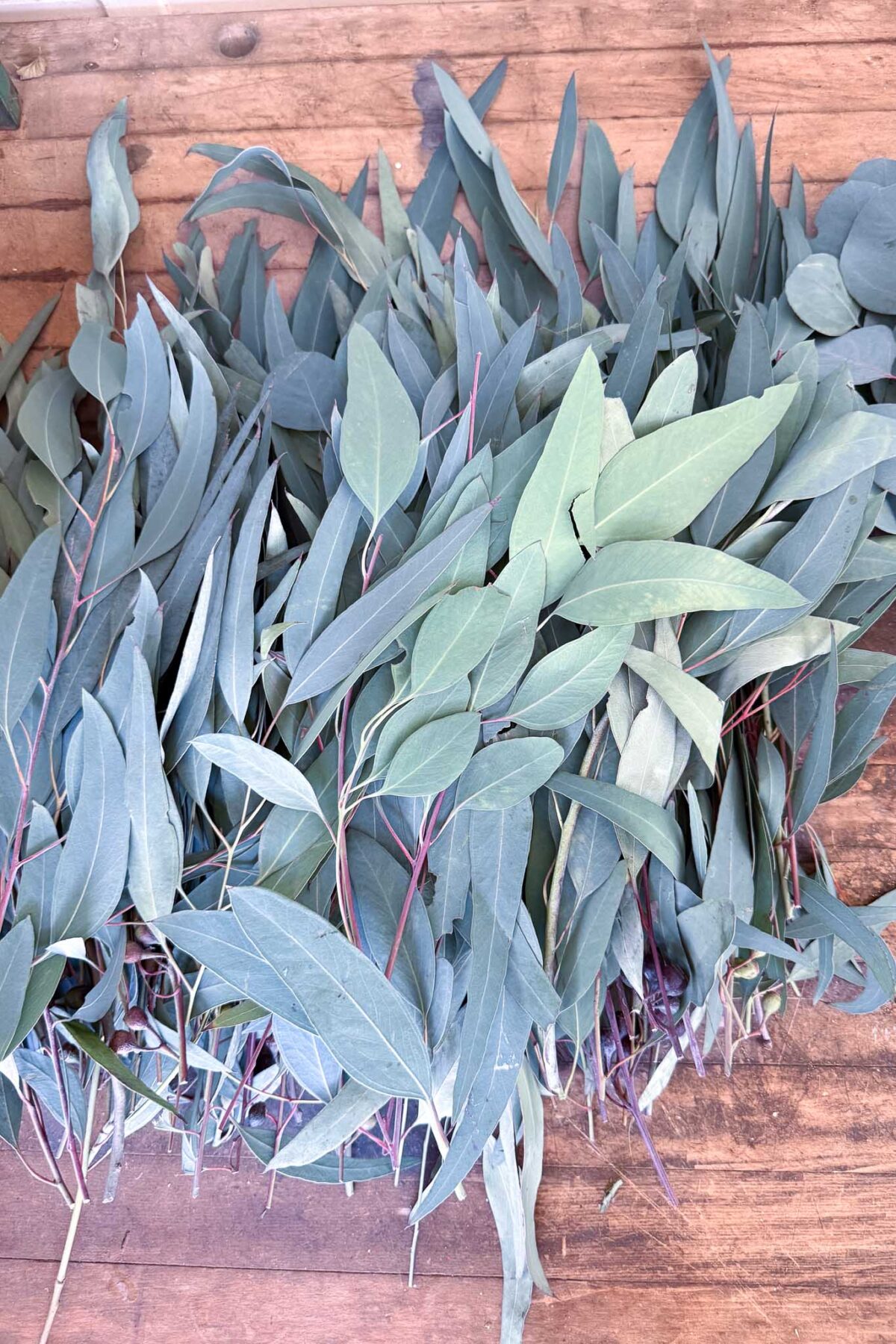 A pile of fresh eucalyptus leaves with long, narrow, greenish-blue blades and reddish stems, perfect for crafting a beautiful DIY wreath or seasonal wreath, spread out on a wooden surface.