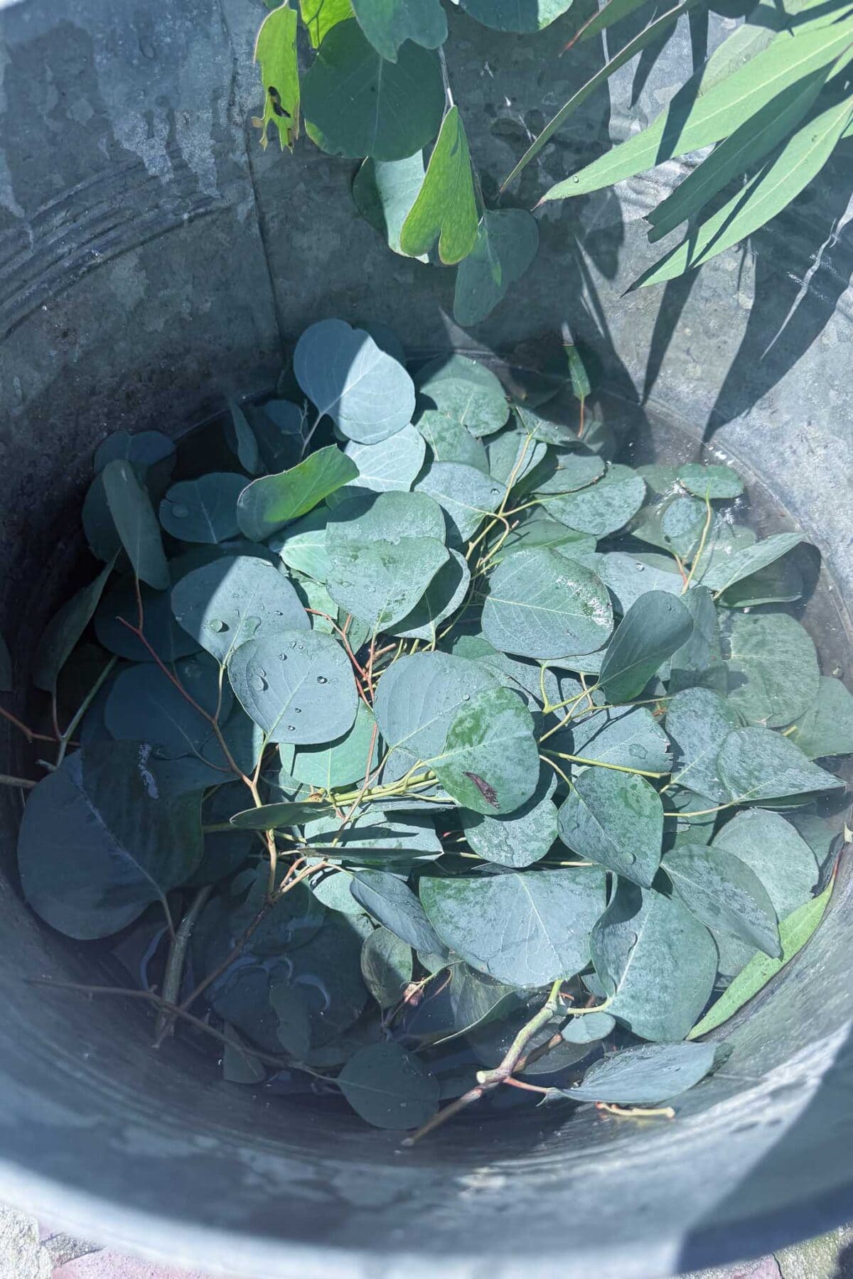 A close-up of a metal bucket filled with round green eucalyptus leaves, some with droplets of water on them, under natural sunlight—perfect for crafting a fresh DIY eucalyptus wreath.