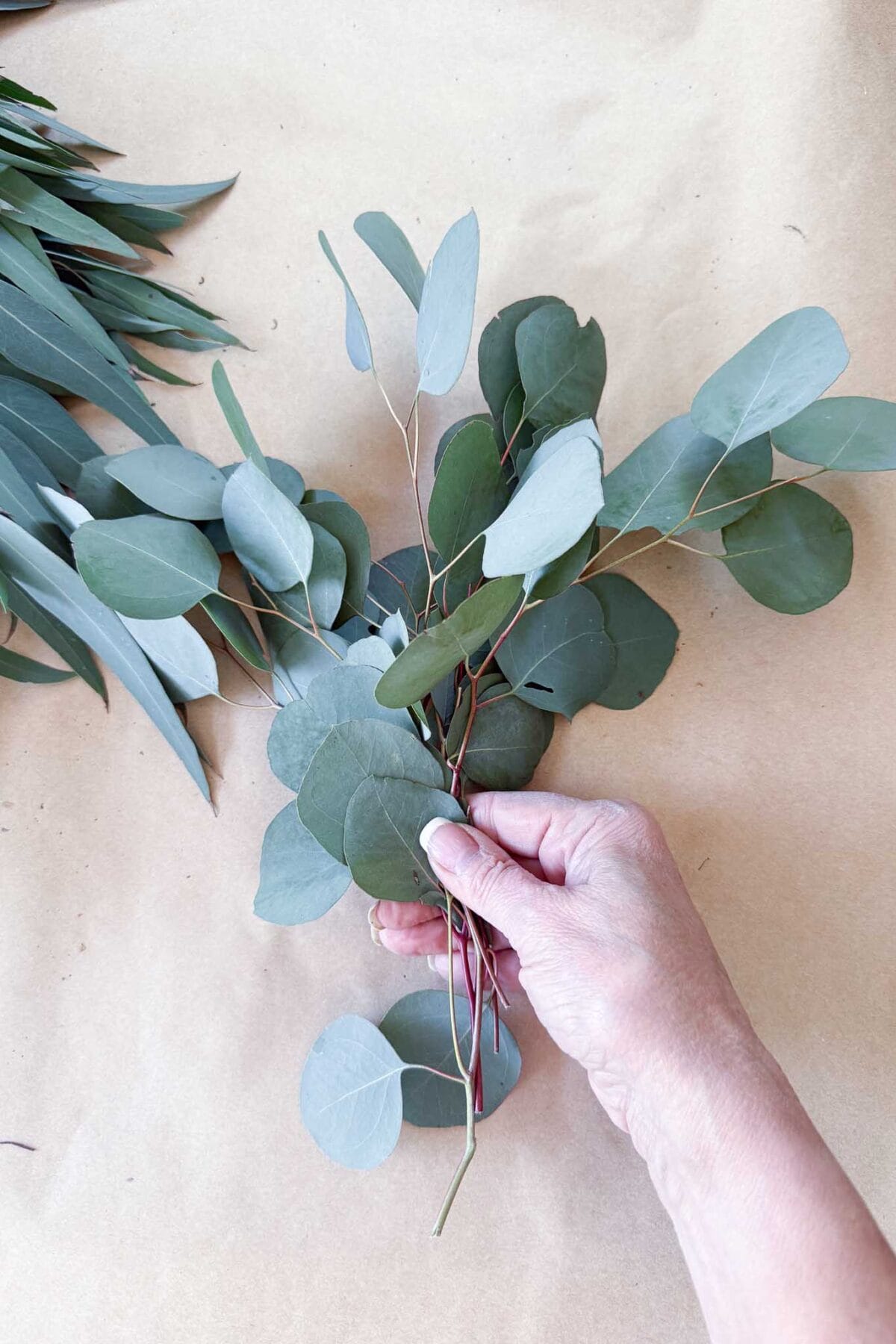 A hand holds a bunch of eucalyptus branches with round and long leaves on a neutral brown background.