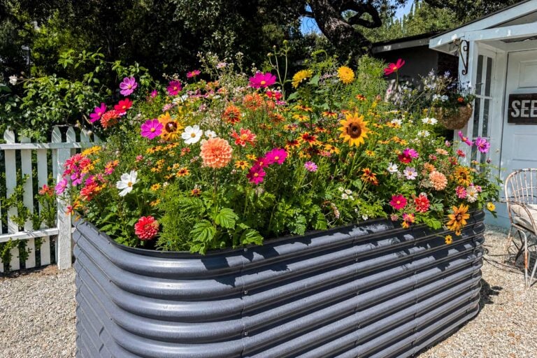 A large metal raised garden bed overflowing with the best cut flowers to grow—pink, orange, yellow, and white blooms—sits outdoors near a white picket fence and a building with a "SEED" sign on the door.