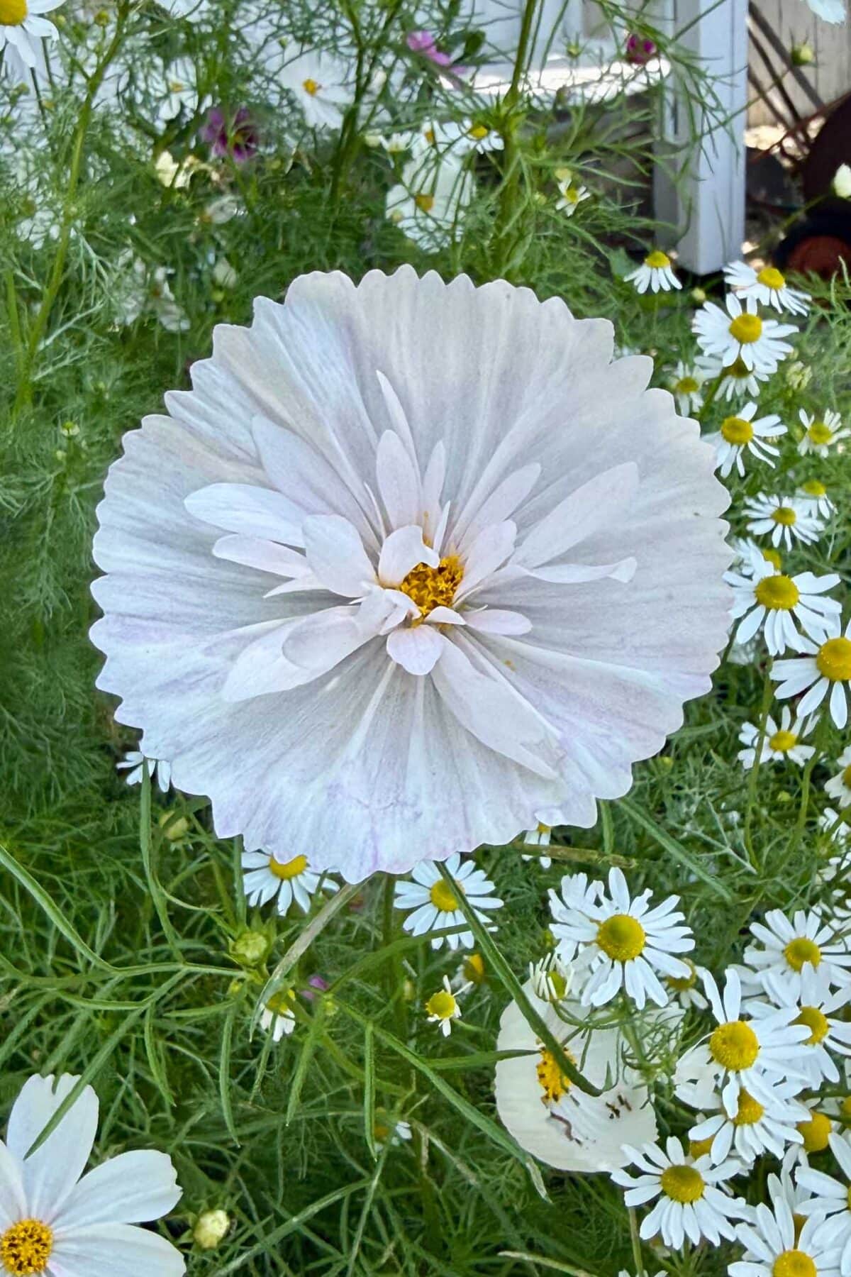 A large, pale white cosmos flower with delicate petals stands out among smaller white and yellow daisy-like flowers, surrounded by green foliage in a garden setting.