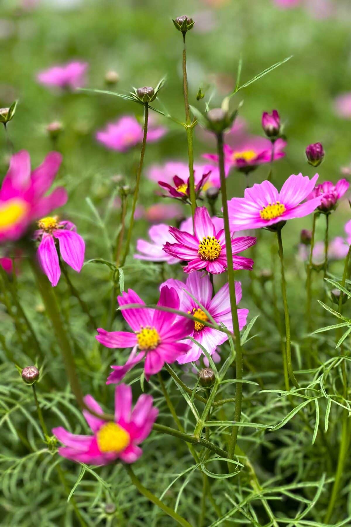 A cluster of vibrant pink cosmos flowers with yellow centers bloom among green foliage, with some buds and blurred flowers in the background.