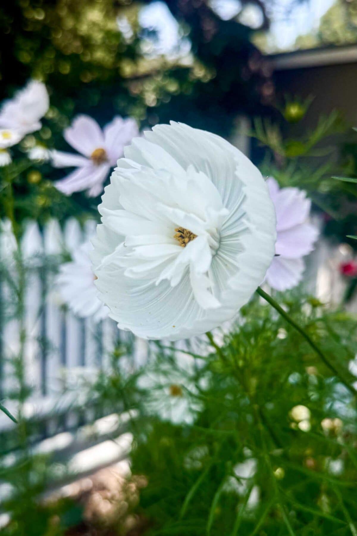 Close-up of a white flower with delicate, layered petals and a yellow center, set against a background of green foliage and a white fence, with hints of other pale flowers and trees visible.