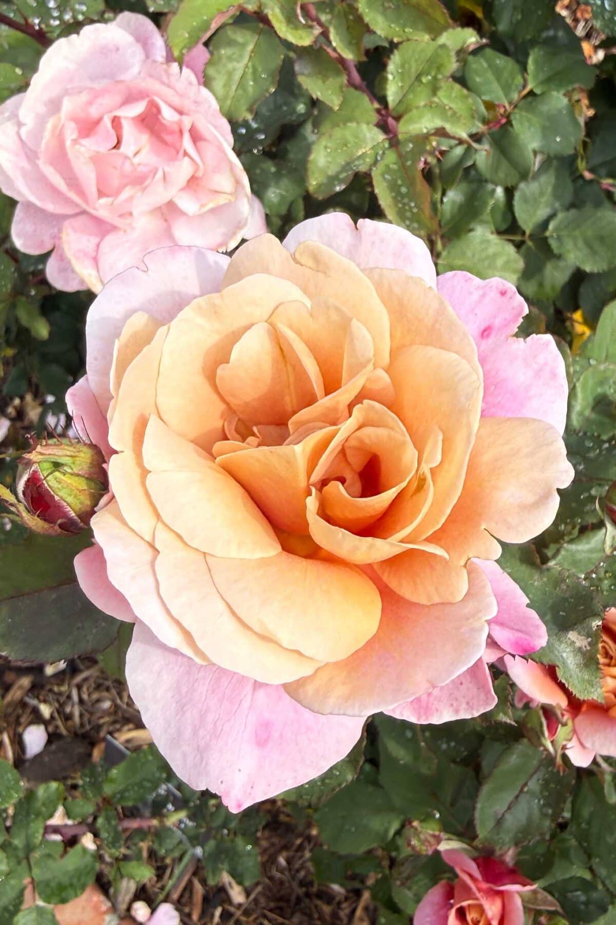 A close-up of a peach and pink rose in full bloom, surrounded by green leaves and other soft pink roses in the background. Dewdrops are visible on the leaves.
