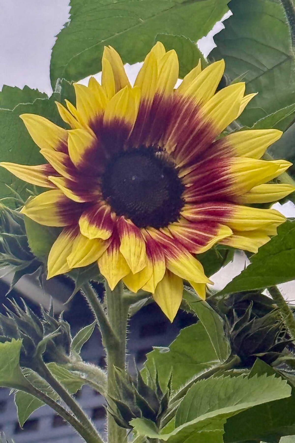 A close-up of a sunflower with yellow petals tipped in deep red near the dark center, surrounded by green leaves and stems against a pale sky background.
