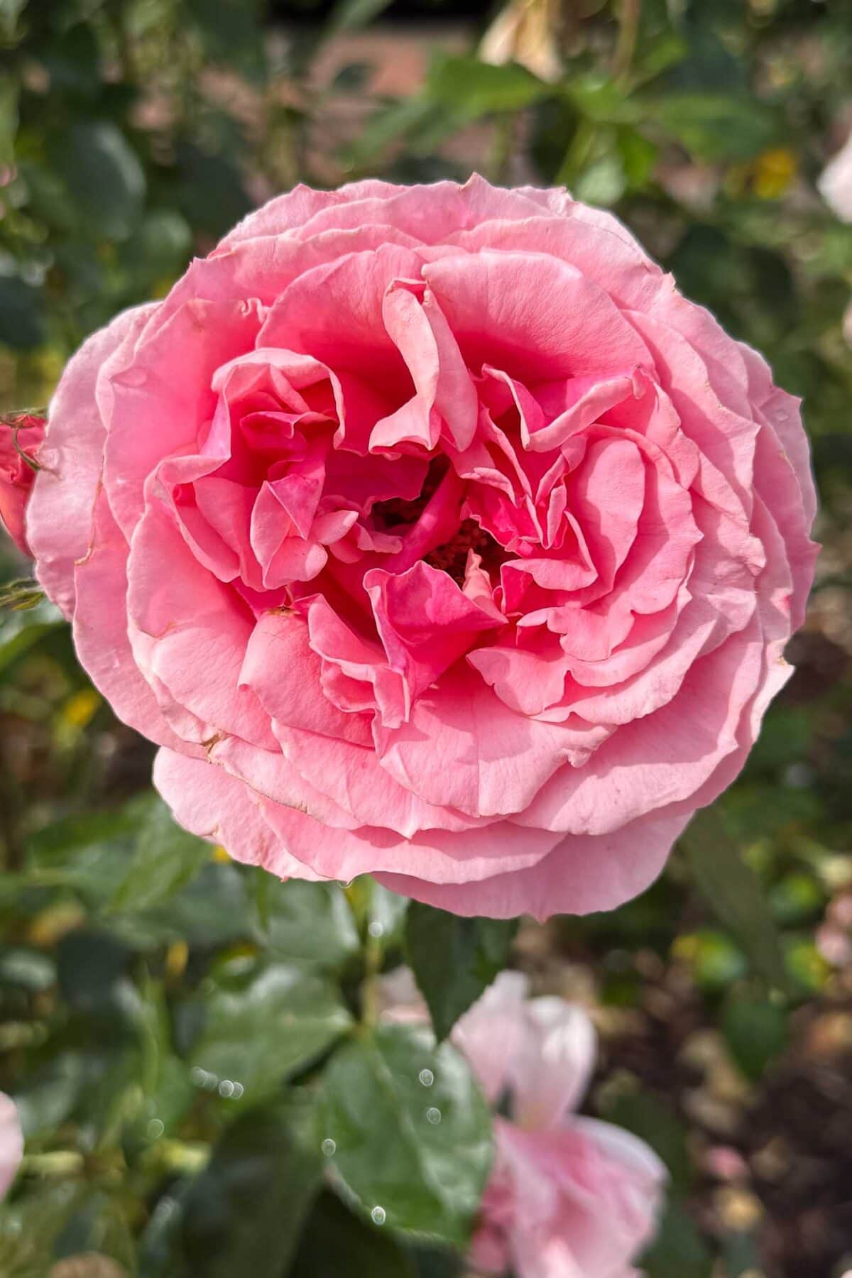 Close-up of a fully bloomed pink rose with ruffled petals, surrounded by green leaves and blurred background foliage.