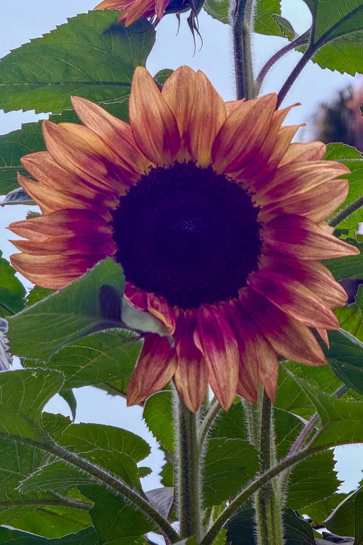 A close-up of a sunflower with reddish-orange petals and a dark center, surrounded by green leaves and stems against a light sky background.