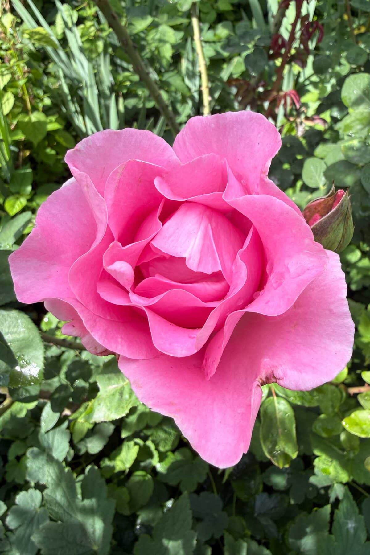 A close-up of a large, bright pink rose in full bloom, surrounded by green leaves and stems in a sunlit garden.
