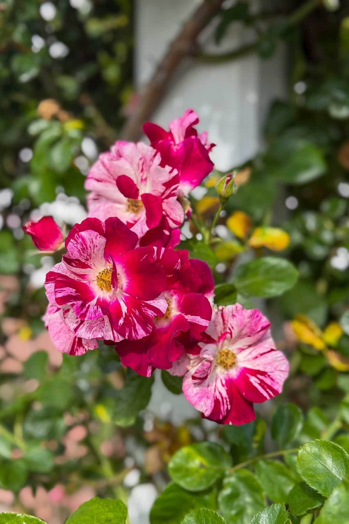 A cluster of bright pink and white variegated flowers with yellow centers blooms among green leaves, set against a blurred garden background.
