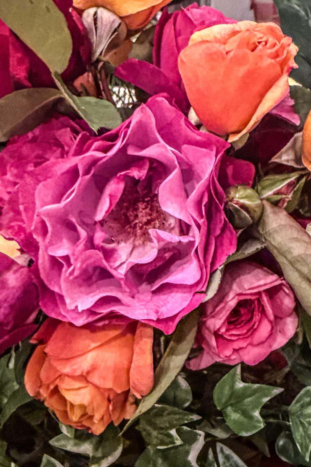 A close-up of vibrant orange and pink roses with lush green leaves, showcasing delicate, layered petals and rich colors.