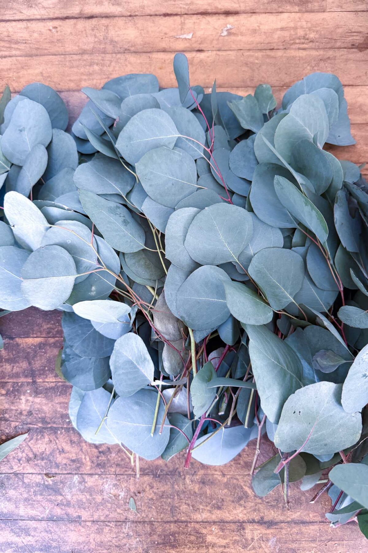 A bundle of fresh eucalyptus leaves with round, pale green foliage and reddish stems, perfect for crafting a DIY wreath, spread out on a rustic wooden surface.