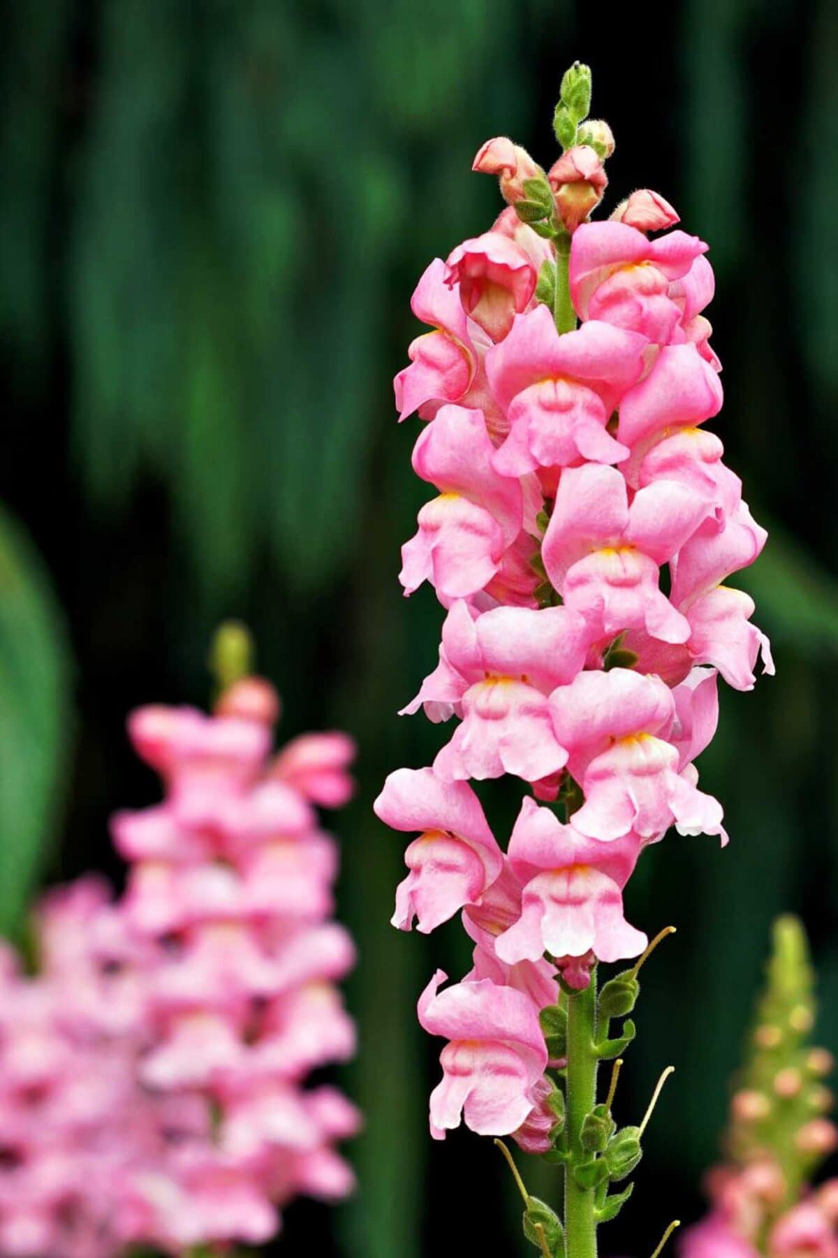 Close-up of a tall pink snapdragon flower, one of the best flowers for cut flowers or a cottage-style garden, with clustered tubular blooms on a green stem against a blurred dark green background. Another snapdragon appears in the distance.