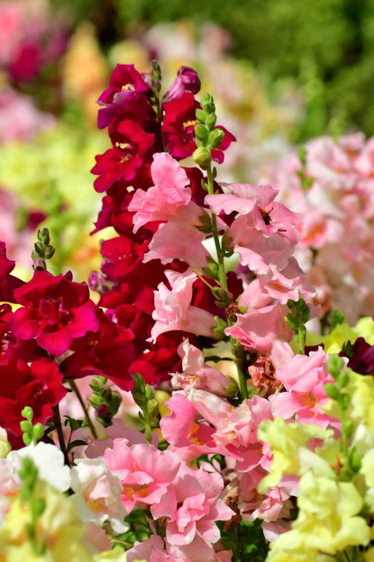 Close-up of blooming snapdragon flowers in shades of pink, red, and yellow, clustered together in a sunlit garden with a blurred green background.